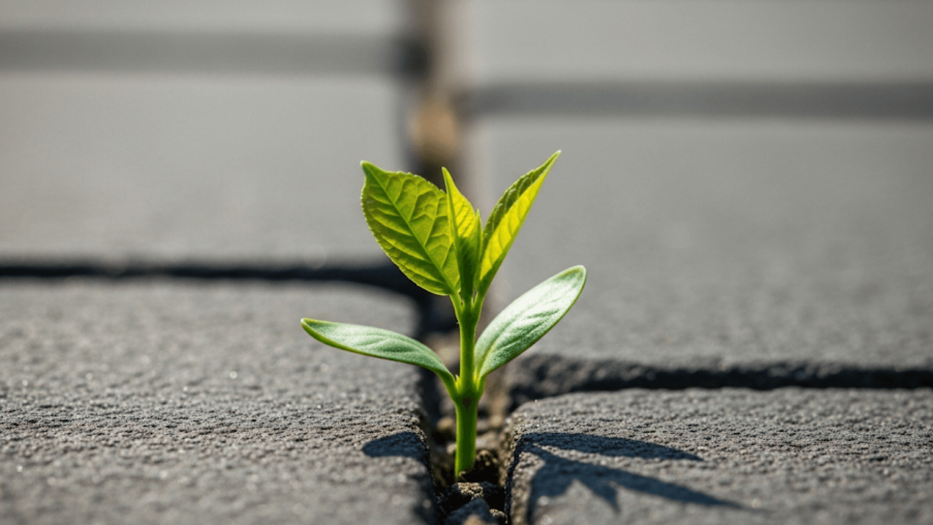 A path winding through a quiet forest